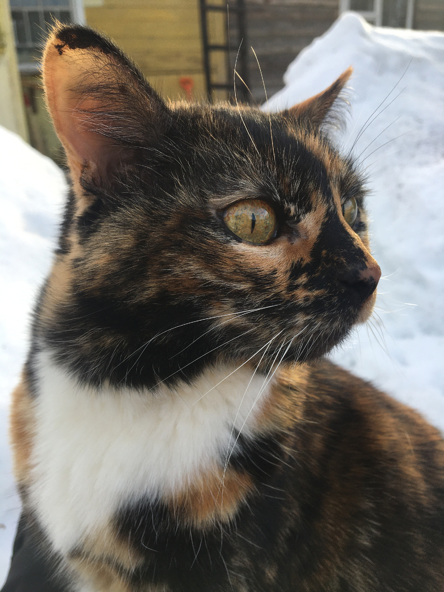 Василиса. Фото автора