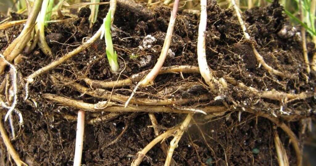 Ахиллесова пята пырея или где у этого сорняка слабое место