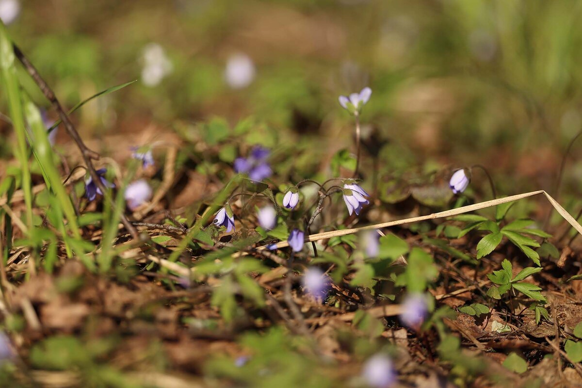  © Павел Орловский, Times.by