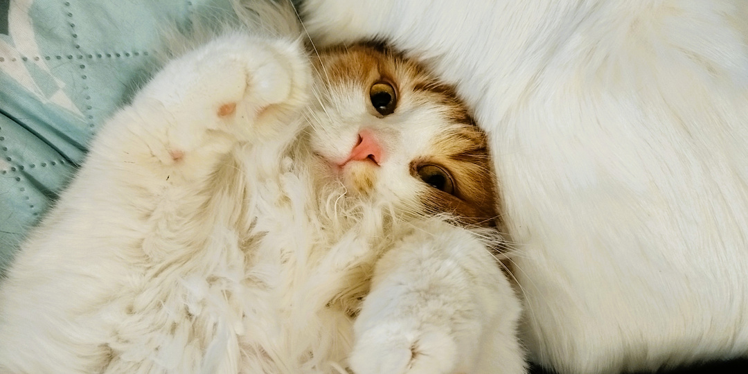 Платоша: кот, который не спешит… зато умеет жить красиво