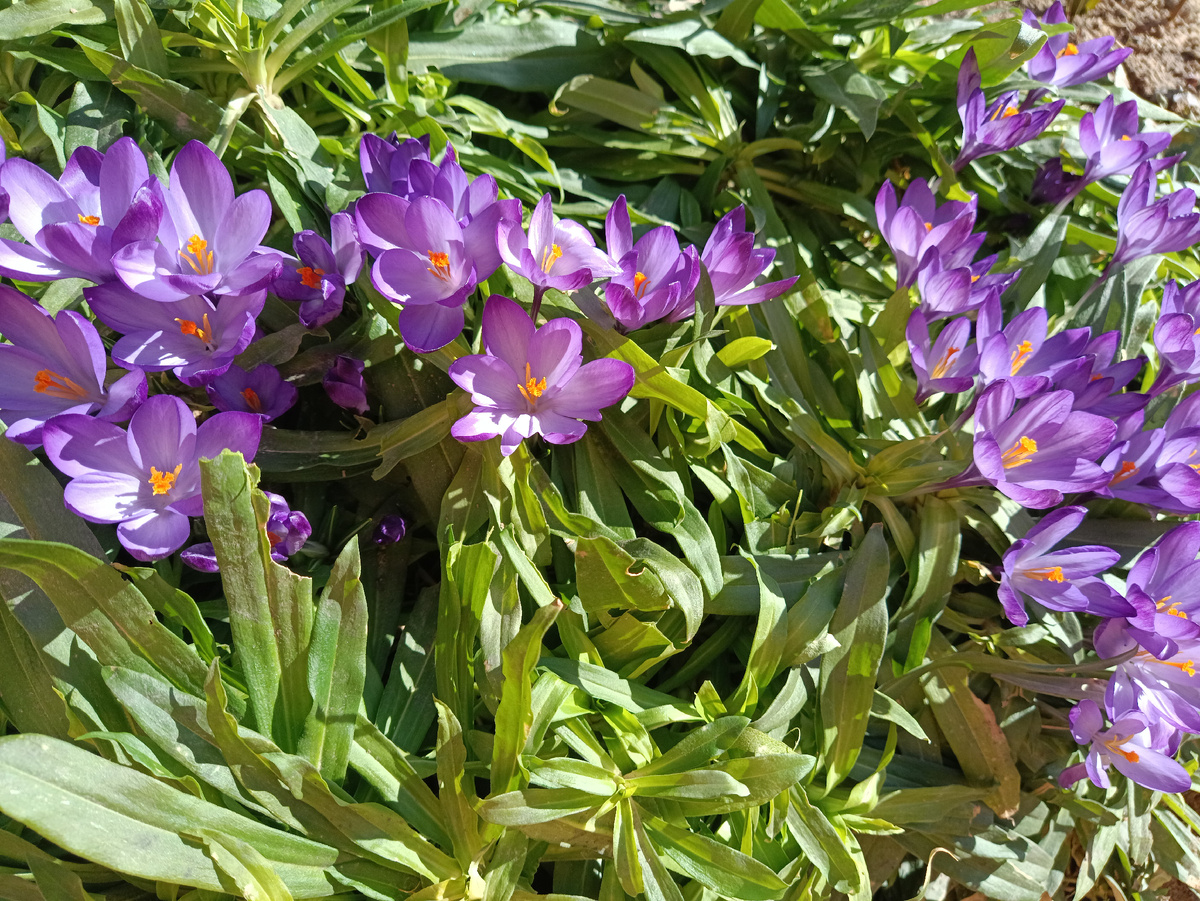 Крокусы в зелёной ширме