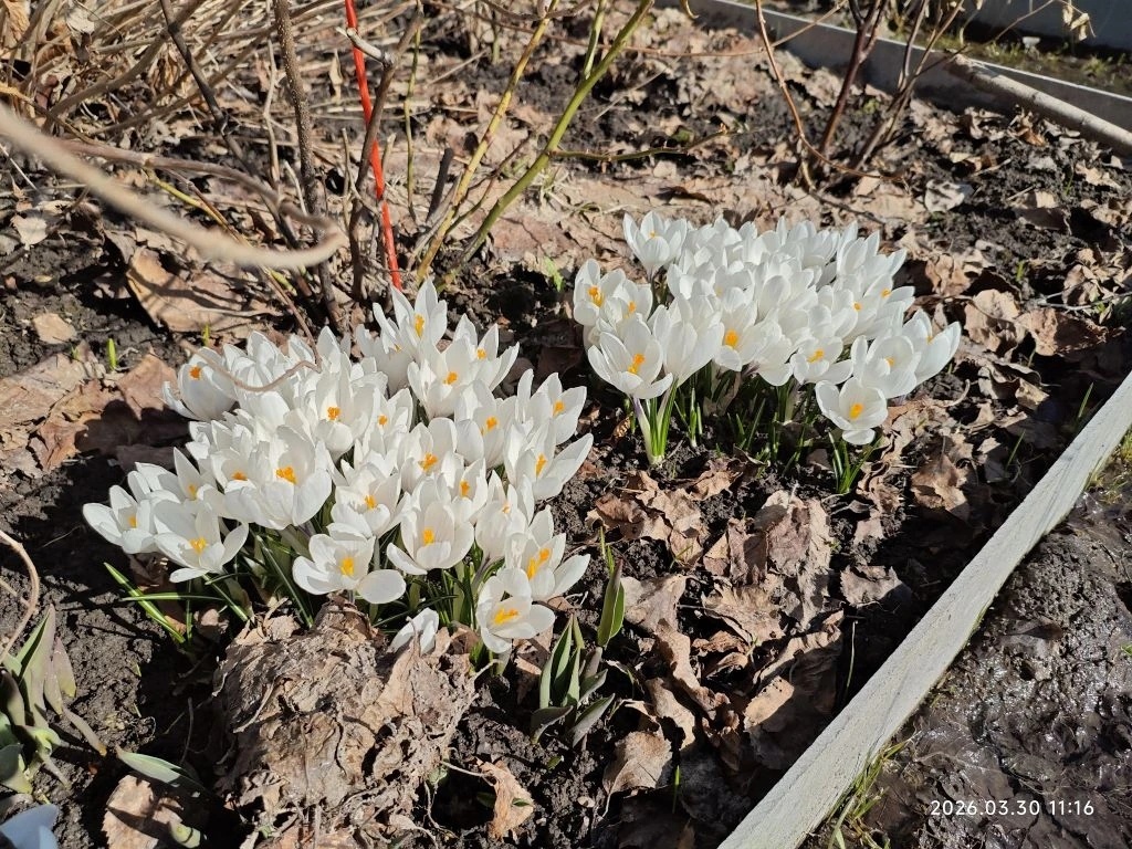 Крокусы без ширмы. 