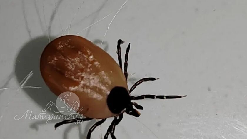    Фото: Материнство