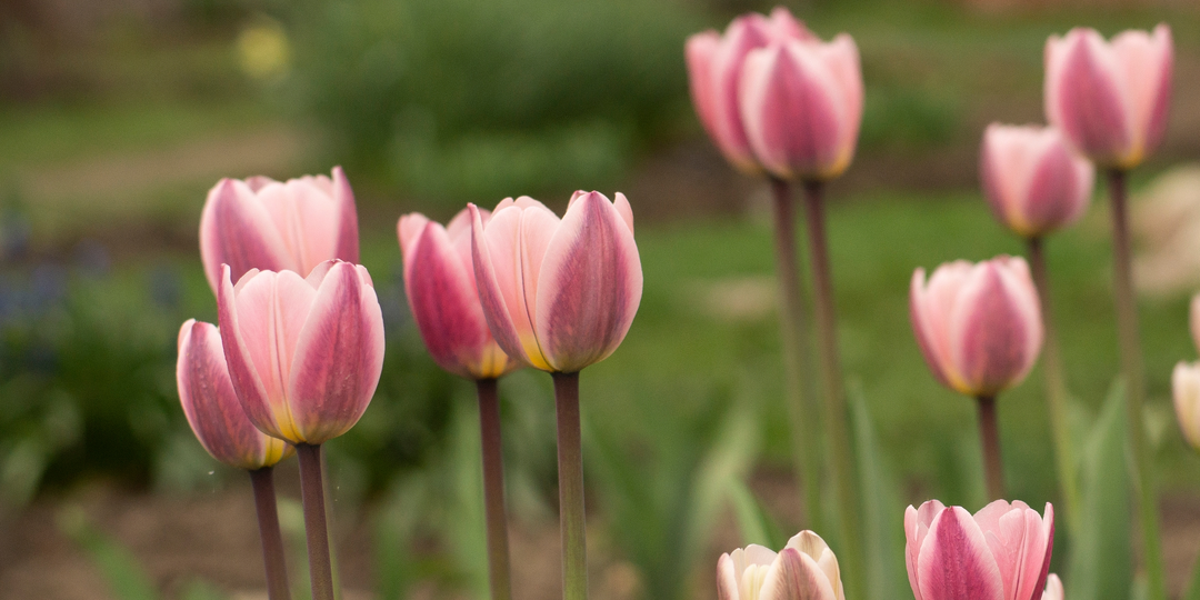 Тюльпан Light and Dreamy (Лайт энд Дрими) в нашем саду.