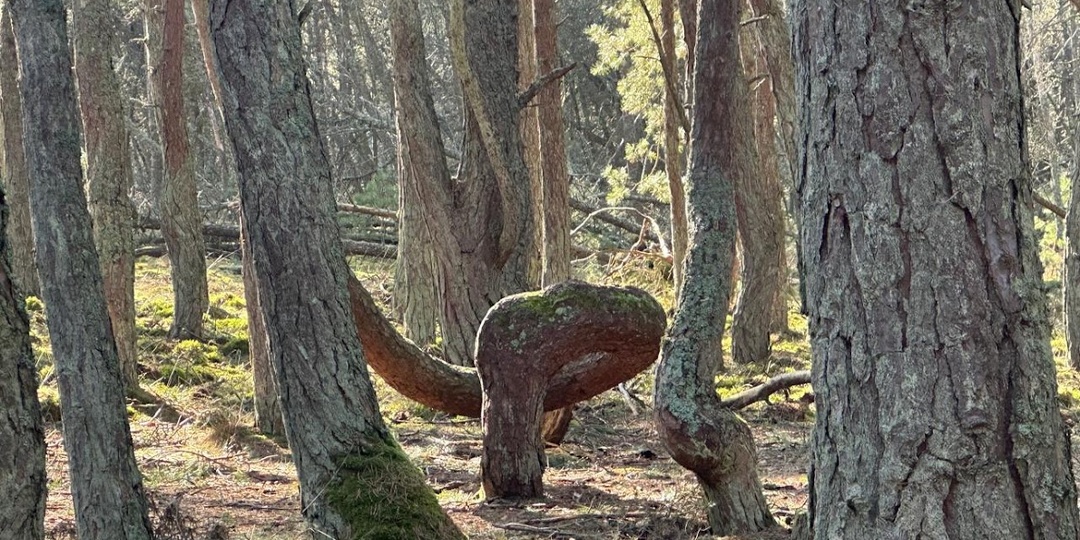 Солнечный день на Куршской косе