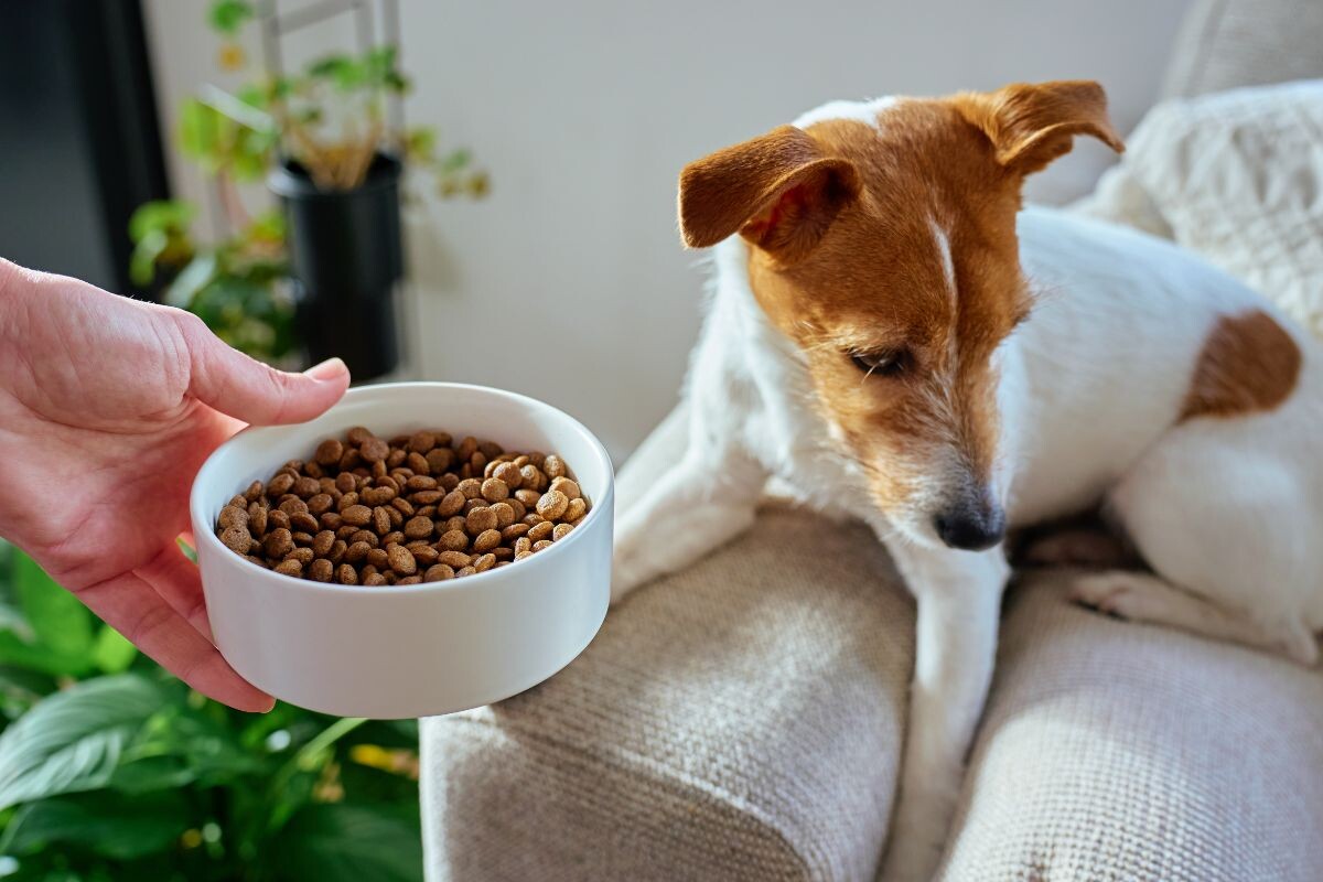 Почему собака ничего не ест, но активная