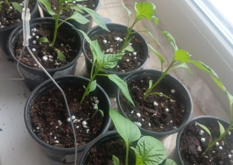 О ДЕЛАХ НАСУЩНЫХ И ОЧЕРЕДНЫХ КОСЯКАХ