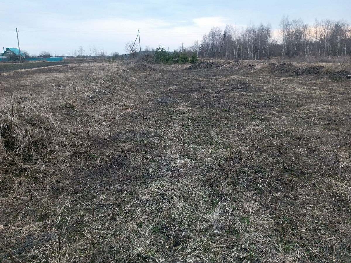 За прошлое лето без посадок мой участок снова зарос травой