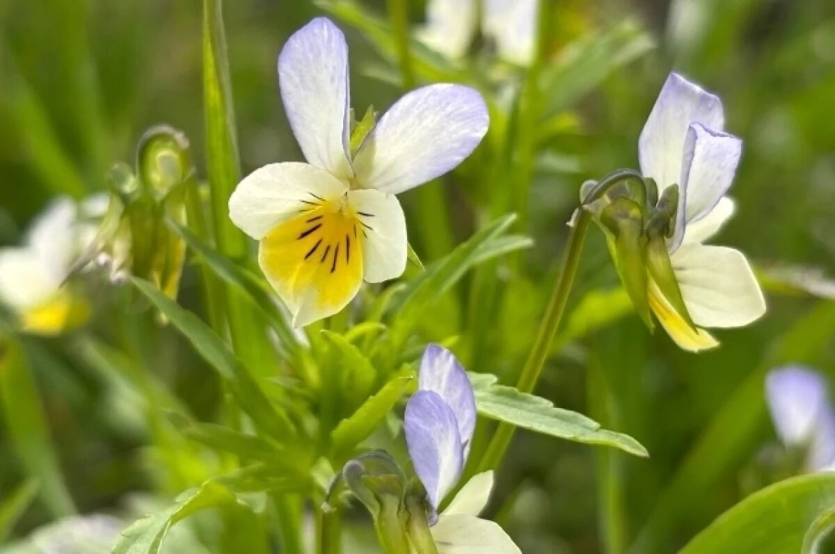    Этой весной в Ставрополе распустится около 400 тысяч цветов