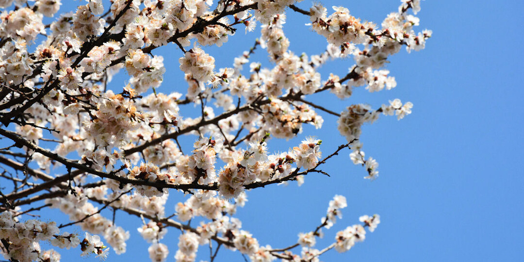 Цветение абрикоса в моём саду. И что посадить вместо него?