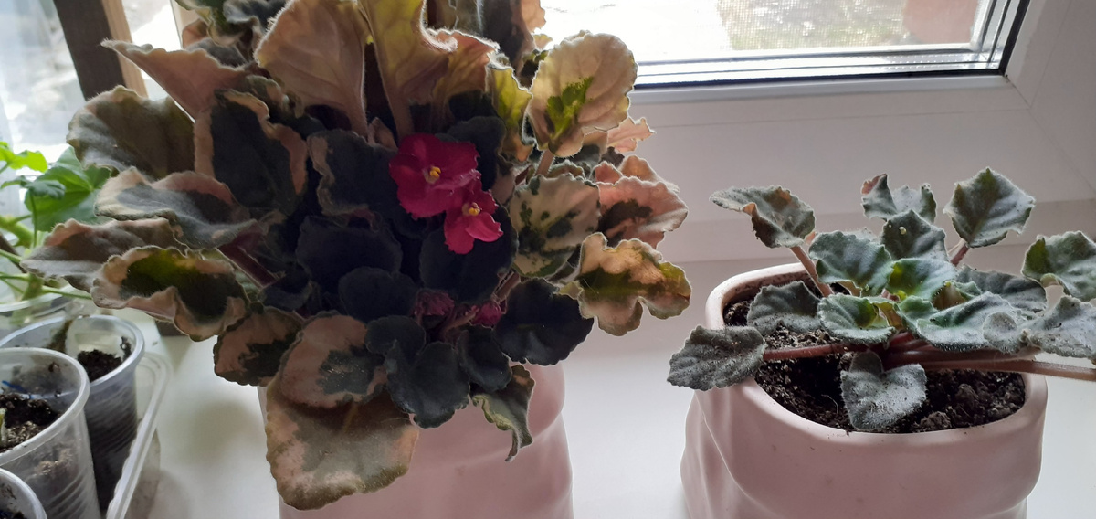 Фиалки-"мама" и детка.Хороши обе!