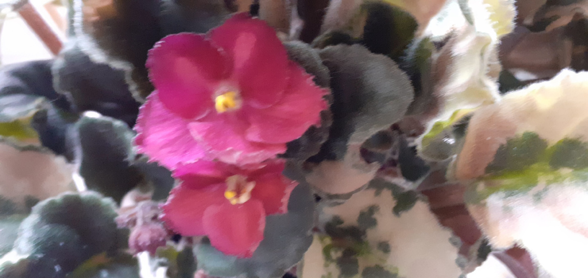 ВОТ  ИЗ-ЗА ЭТИХ  ЦВЕТКОВ ,МОЕГО ЛЮБИМОГО БОРДОВОГО ЦВЕТА Я И ЗАГОРЕЛАСЬ ЖЕЛАНИЕМ  ИМЕТЬ СЕНПОЛИИ  У СЕБЯ В ДОМЕ.