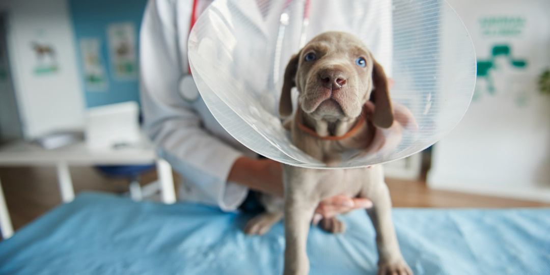 Случай из практики: 8 месяцев лечения щенка можно было избежать одним генетическим тестом