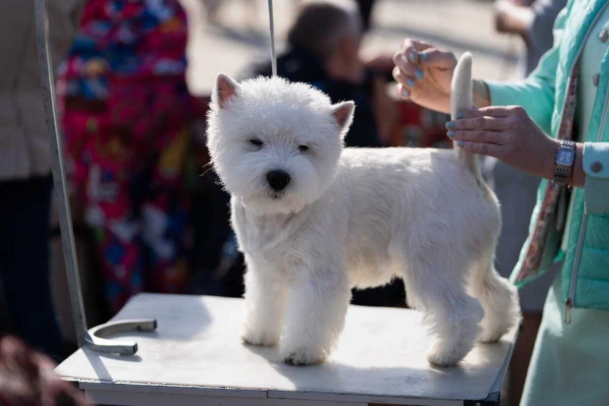 Краниомандибулярная остеопатия - наследственное заболевание у терьеров. Фото: Александр Плонский / "ВиЖ".
