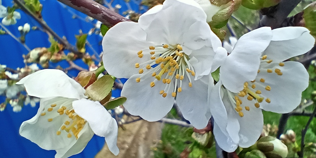 Кажется, мой сосед продал таки свой дом!