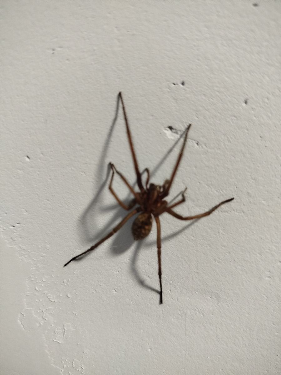 На фото он почему-то коричневый🤷