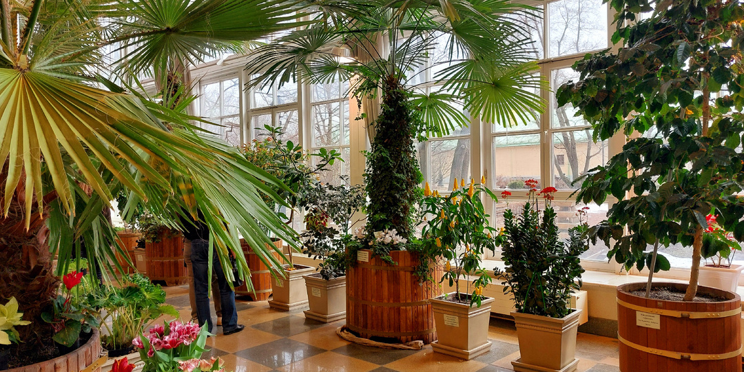Оранжерея в Царицыно: любуемся красивыми растениями