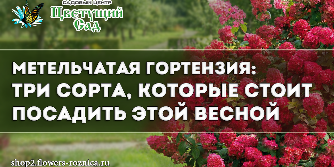 Метельчатая гортензия: три сорта, которые стоит посадить этой весной