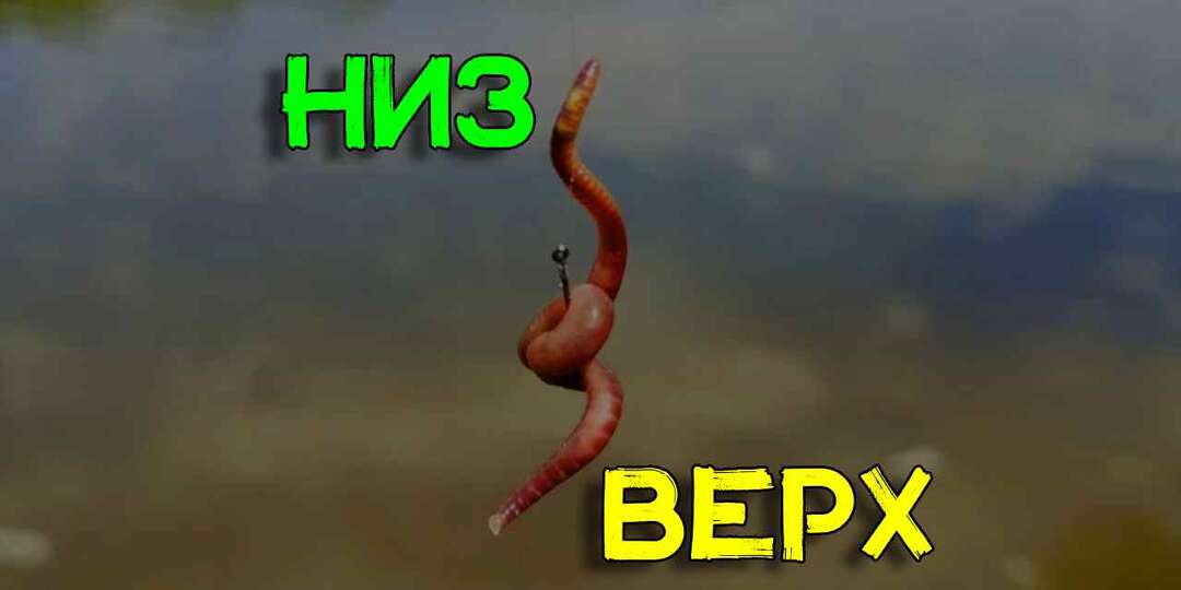 Всю жизнь насаживалал червя для рыбалки неправильно. Рыбак объяснил как надо, чтобы клевало