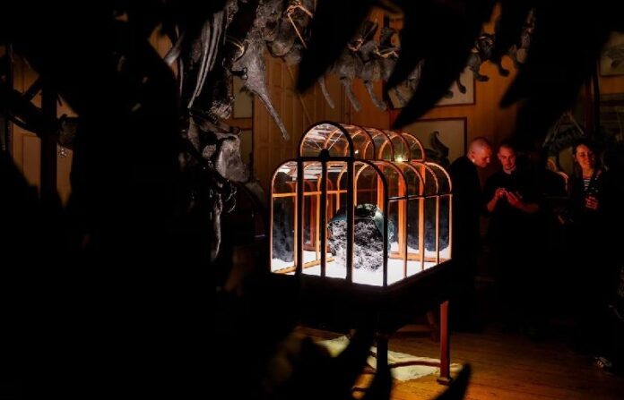    Рынок палеокожи набирает обороты: стоит ли бояться, что ваша следующая куртка окажется... живой?