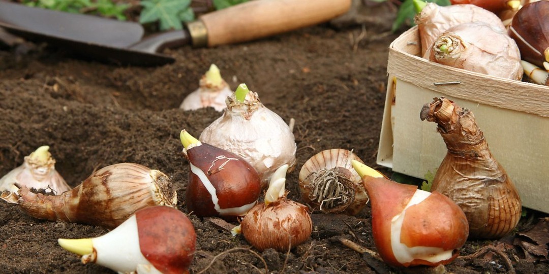 Как спасти забытые луковичные и правильно посадить их весной