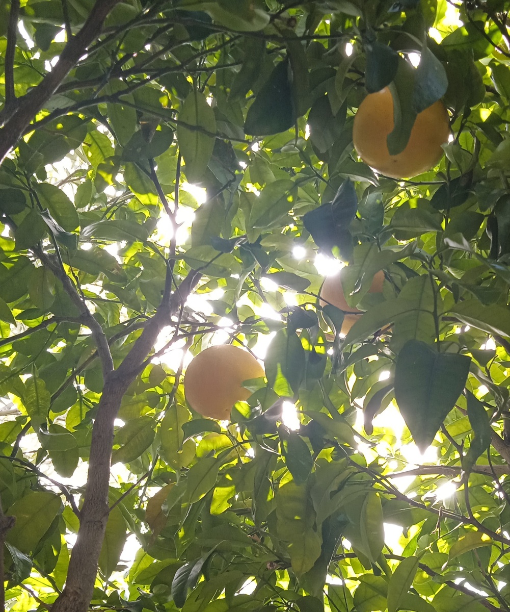 Грейпфруты над головой