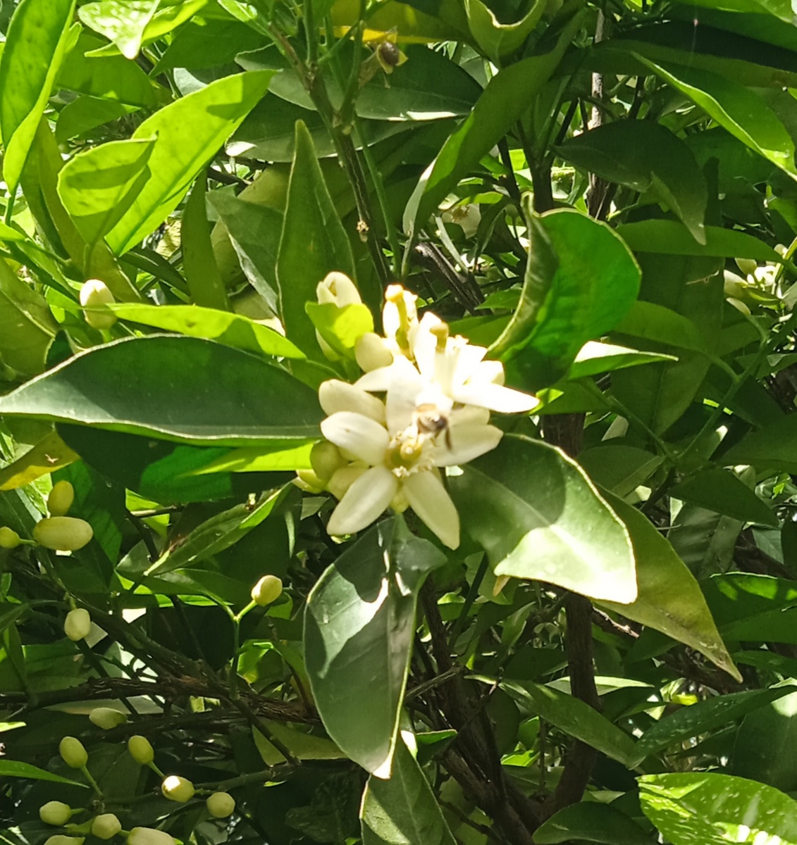 Будущие мандаринки