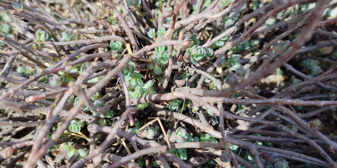 Первые шаги в саду или последствия весны.