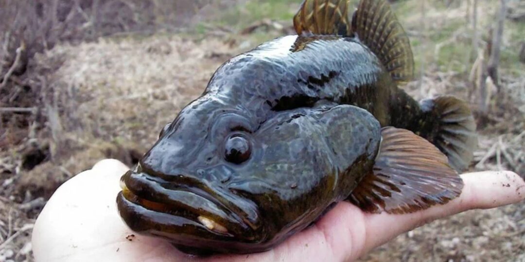 Бросили в воду 10 рыб — исчезли караси: что делает ротан с прудом