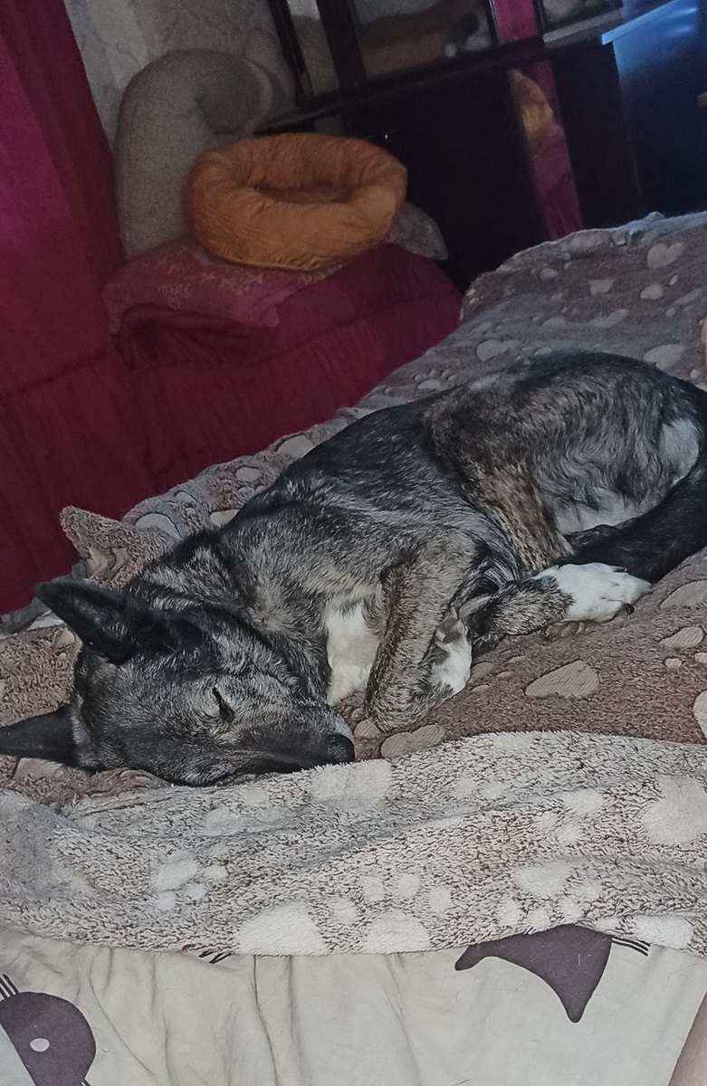 Собака Дусяка