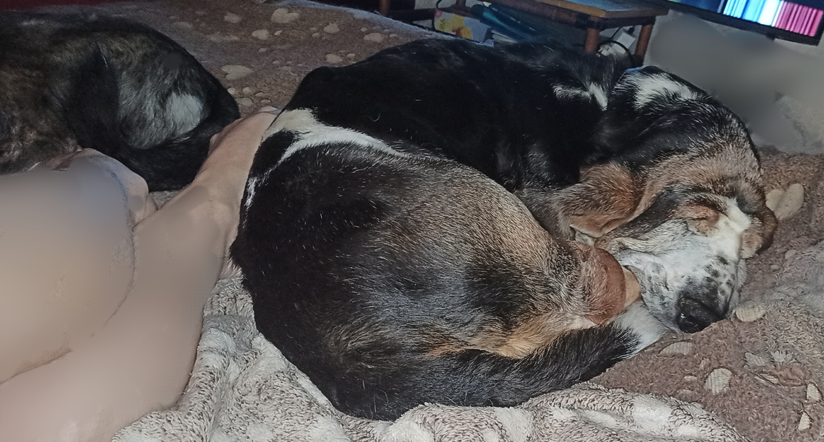 Собака Шервуд