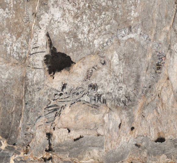 Скелет из El Cuajaní