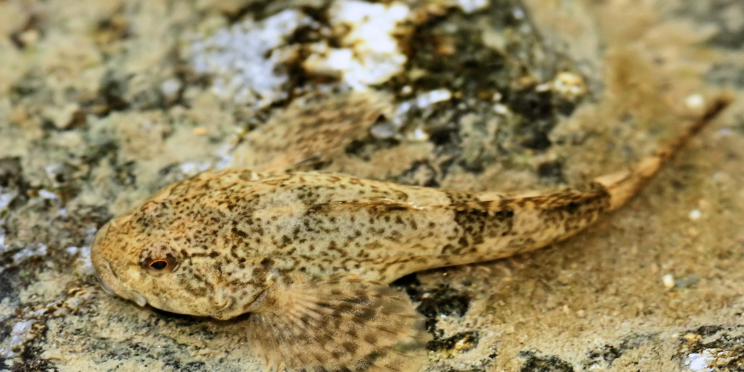 Запретные рыбы: Кого нельзя ловить ни при каких обстоятельствах