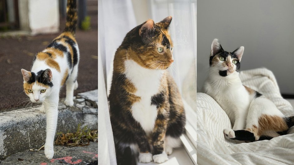 Слева направо представлены окрасы: калико, черепаховый с белым и арлекин