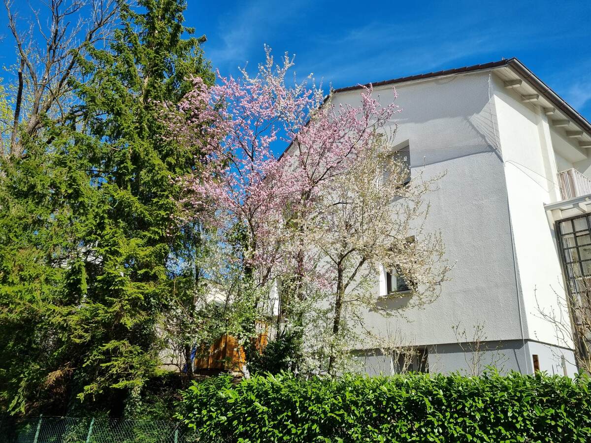 в Мюнхене всё цветёт