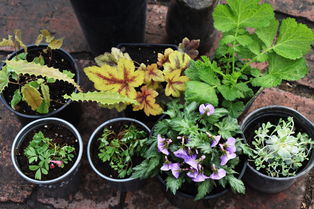 Хохлатки, которые купила на ярмарке в прошлом году, слева.