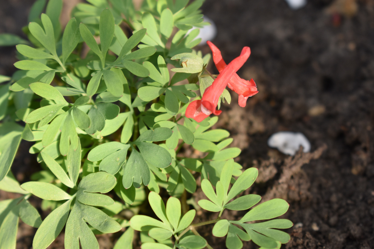 Цветение красной хохлатки в саду в прошлом году