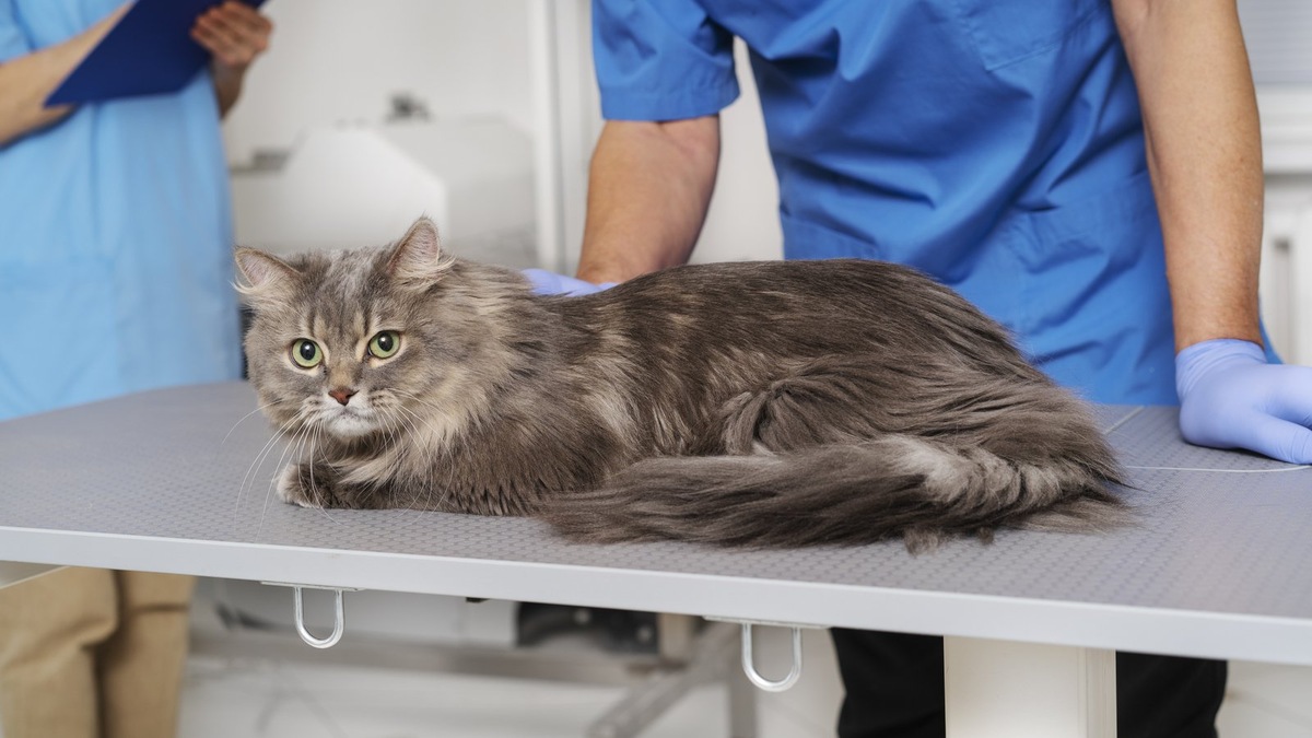    Инновационное покрытие активно борется с инфекцией и ускоряет регенерацию тканей