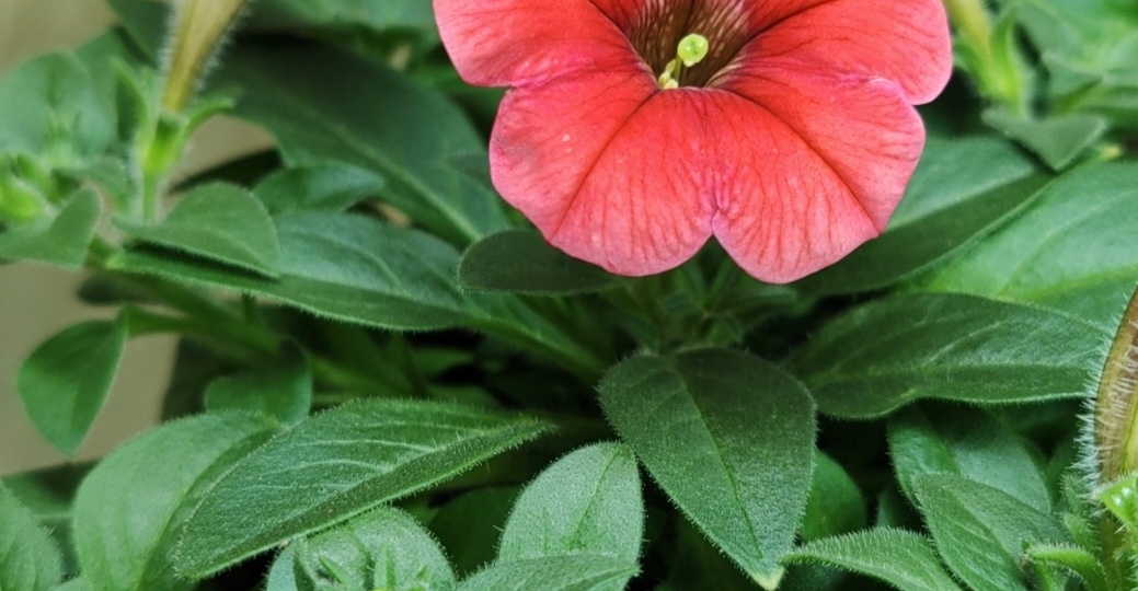 Апрельские хлопоты с рассадой