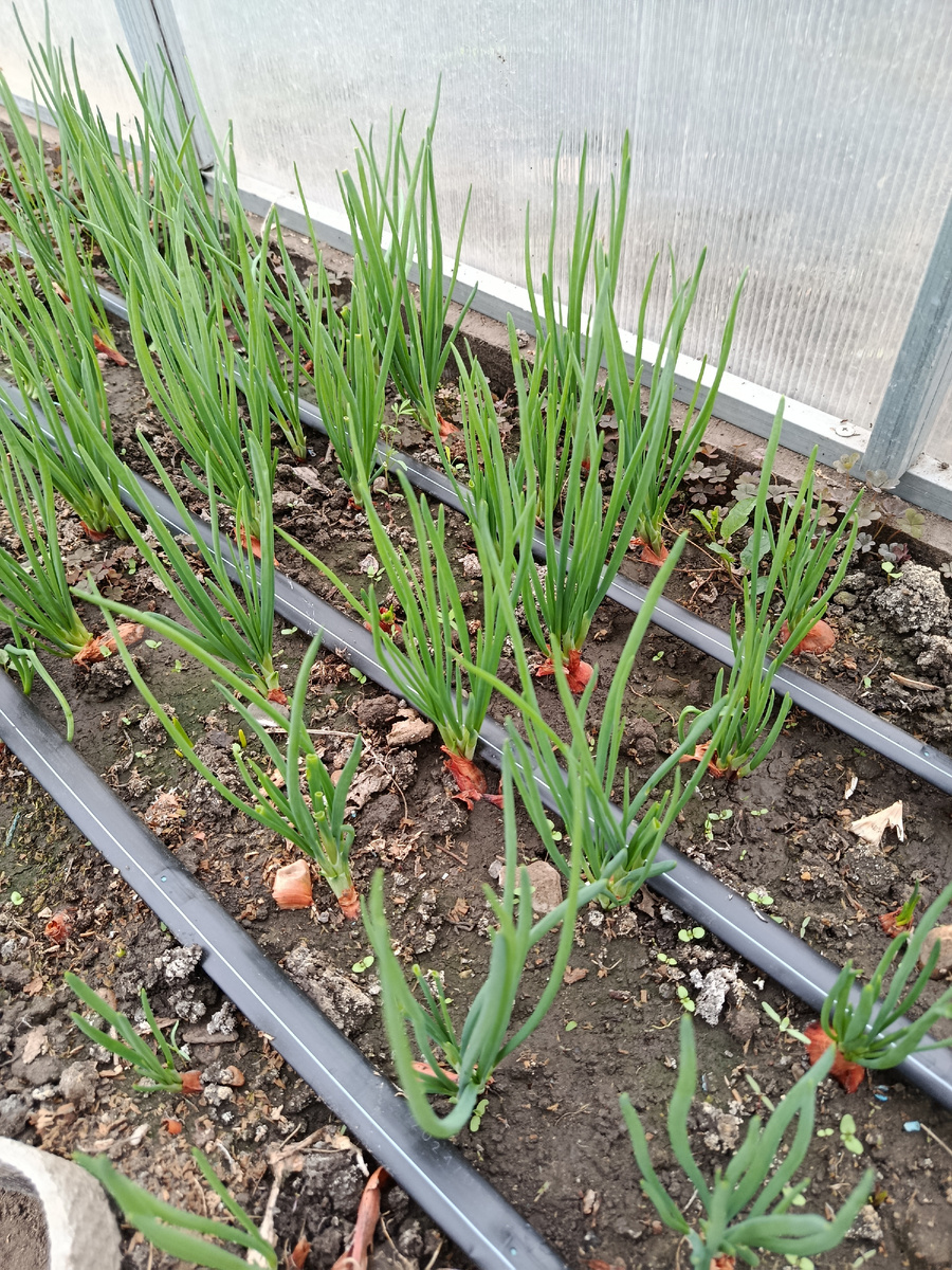 Мой лучок в теплице