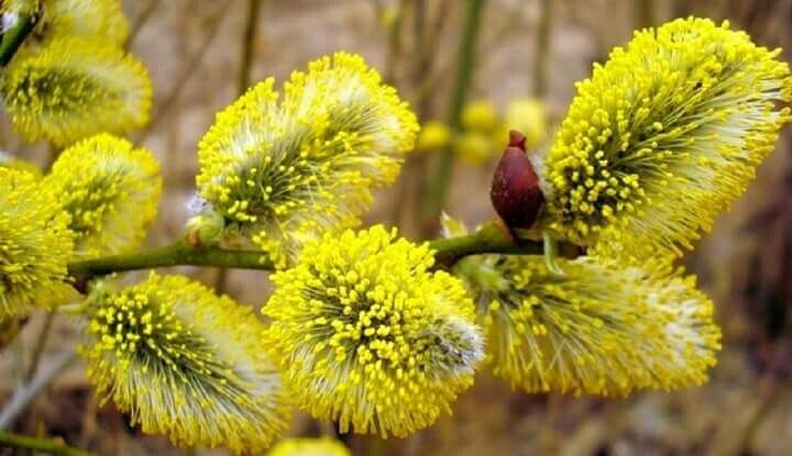Поздравляю всех с Вербным воскресеньем