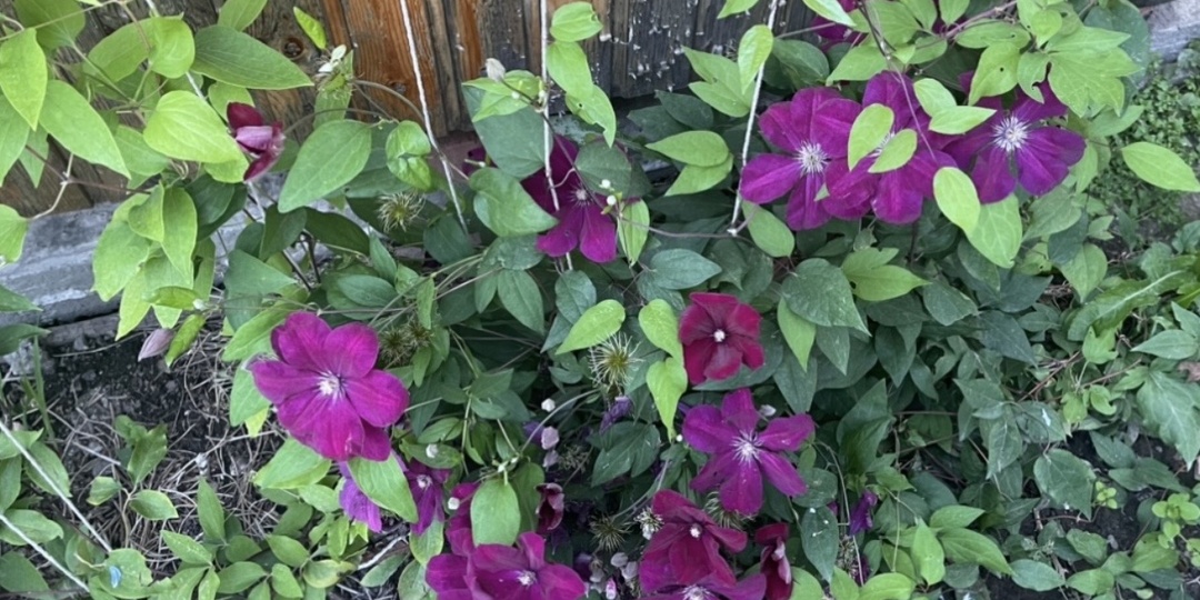 Весеннее дежавю, но я прилюдно обещаю исправиться