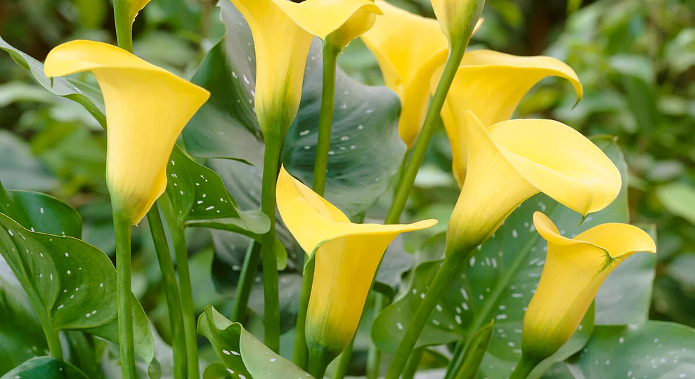 Каллы в саду: как вырастить эффектные цветы без ошибок