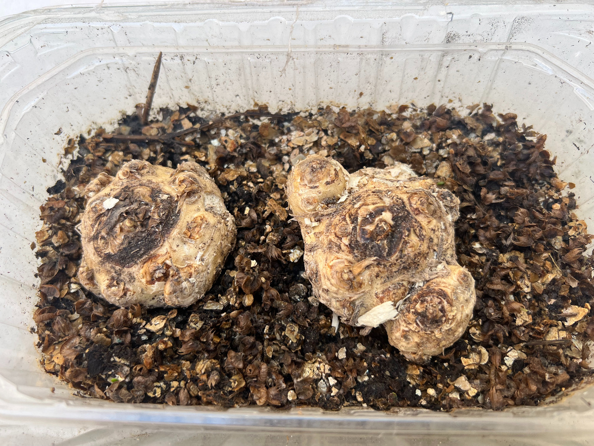 Фото: проращивание калл в вермикулите