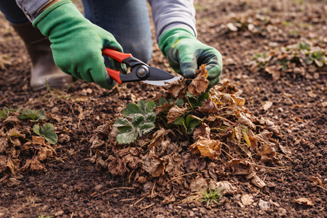 нужно убрать старые листья, сухую траву и мусор