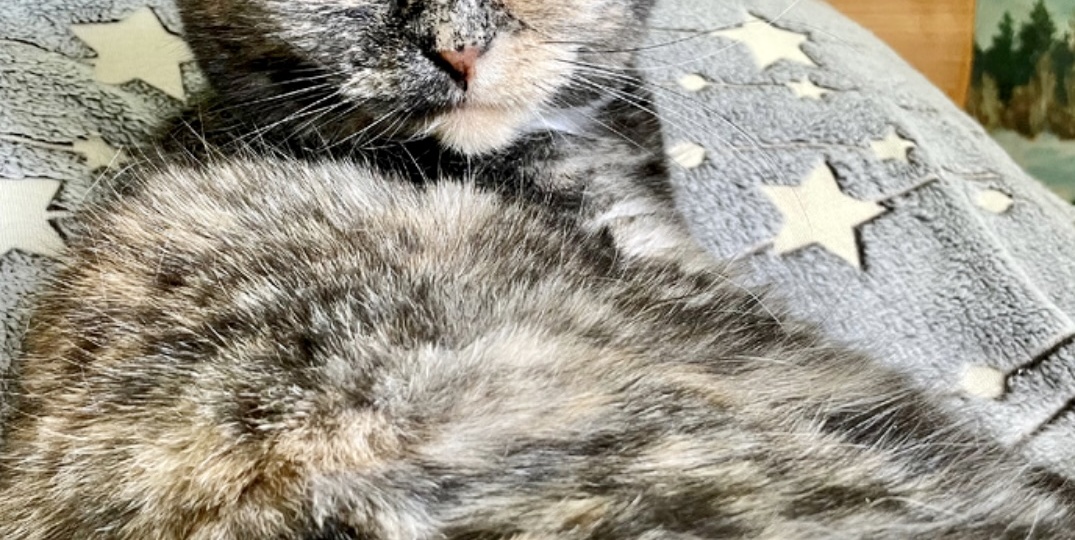 Почему кошка, засыпая с человеком, часто меняет место в его кровати