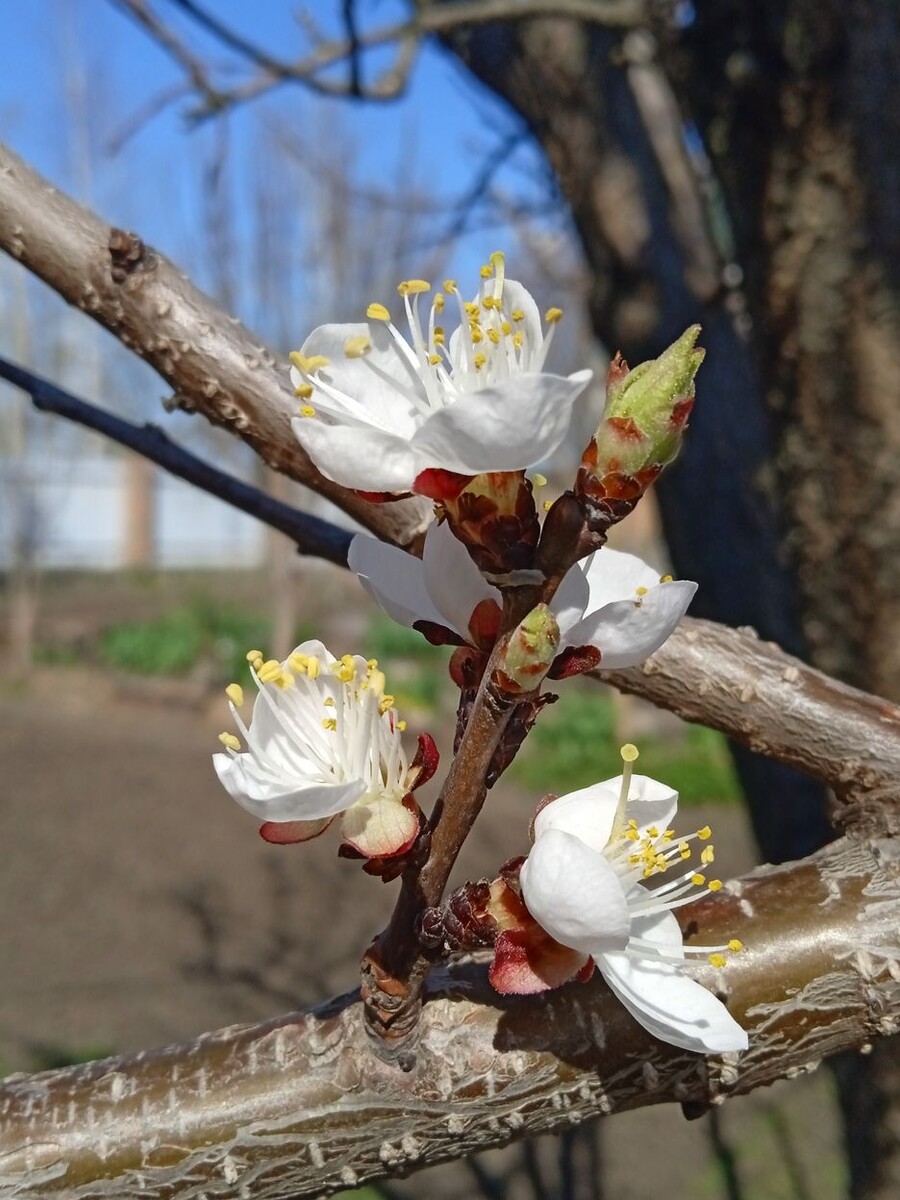 Собственное фото автора. Абрикос зацвёл. 5 апреля 2026 г.