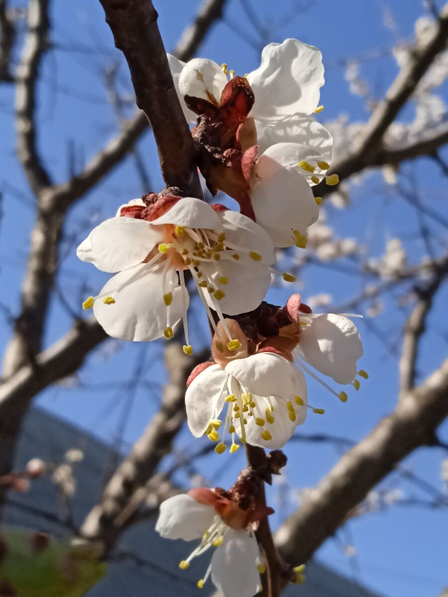 Собственное фото автора. Абрикос зацвёл. 5 апреля 2026 г.