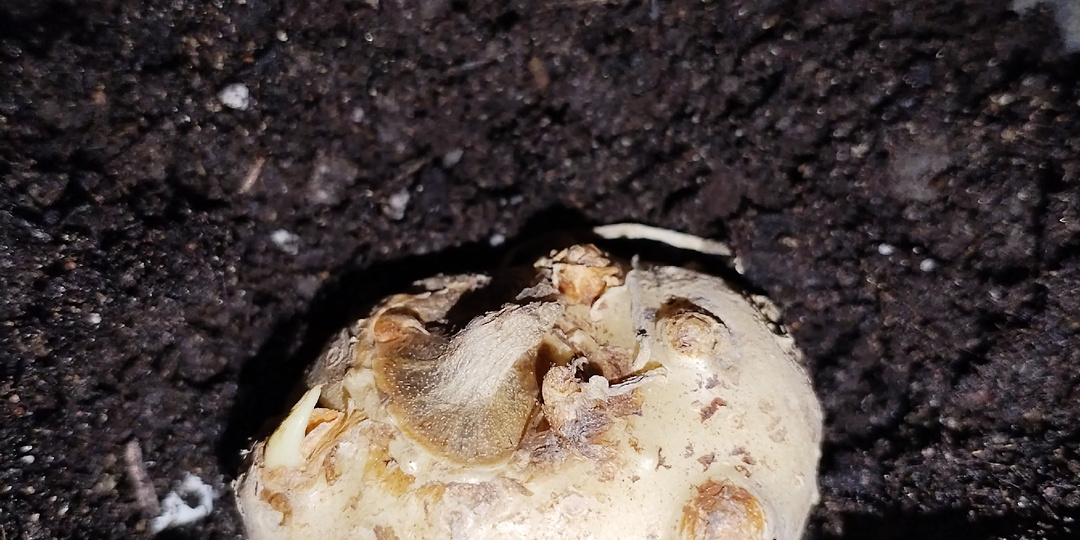 Мои цветочные новинки или как мне этой весной голову снесло.