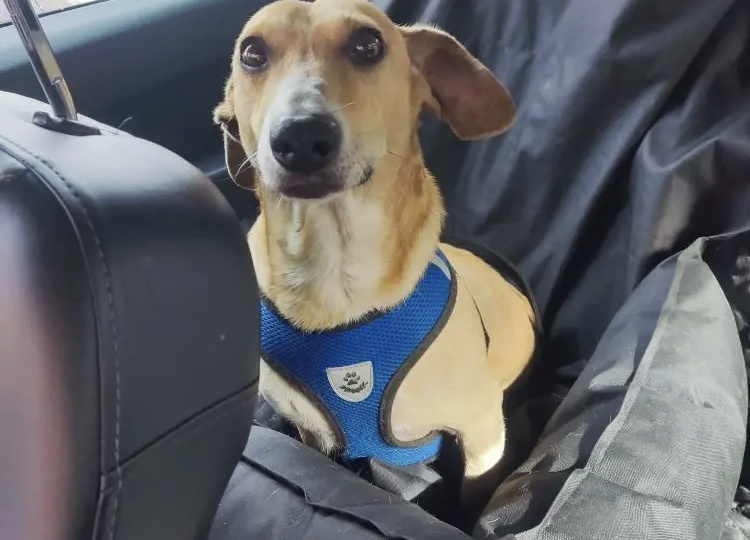 Таксеныш Бонечка по-прежнему бездомный инвалид